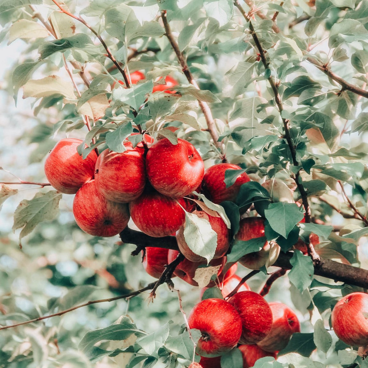 Apple of my&nbsp;eye